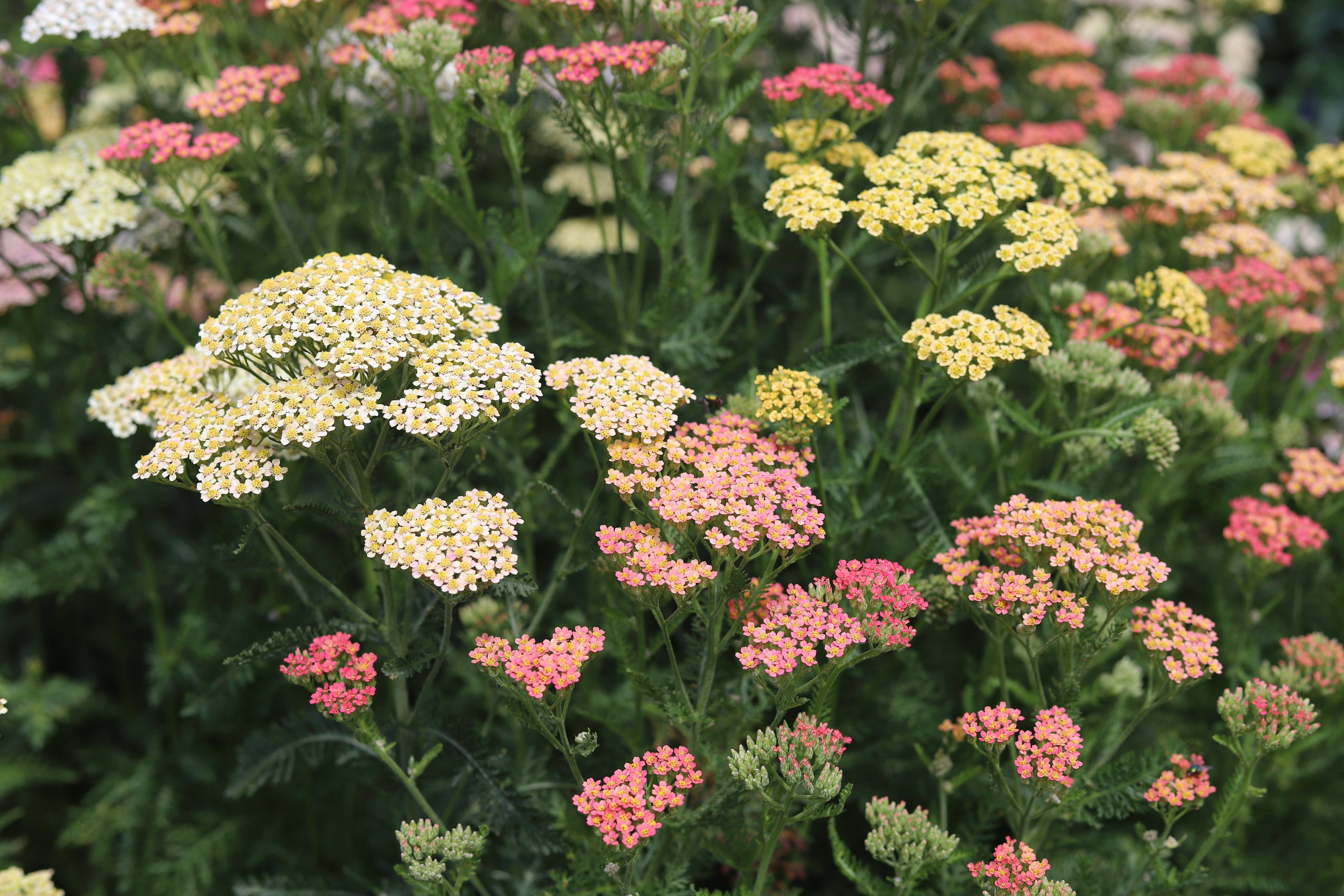 Yarrow Berries