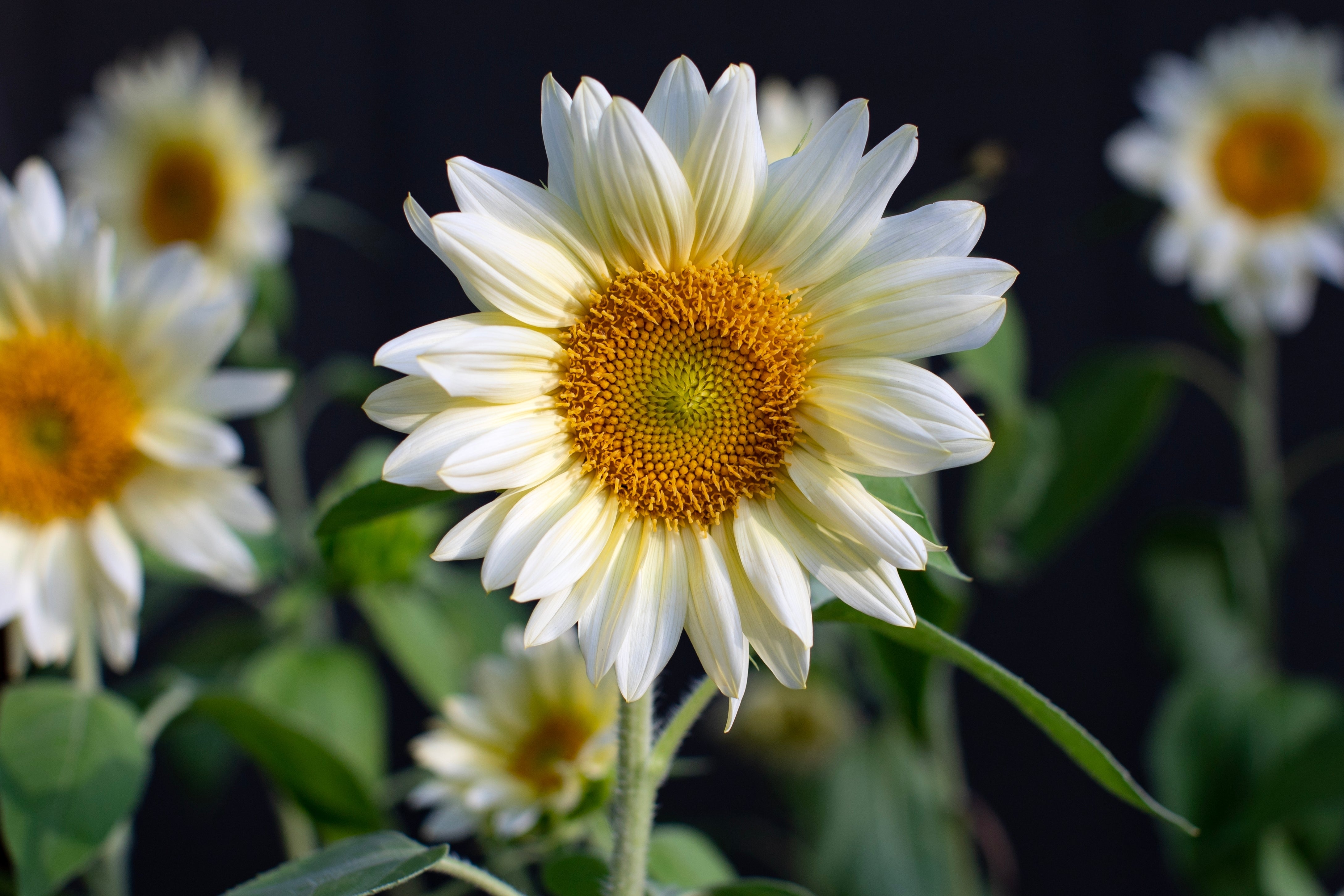 Sunflower Procut White Lite