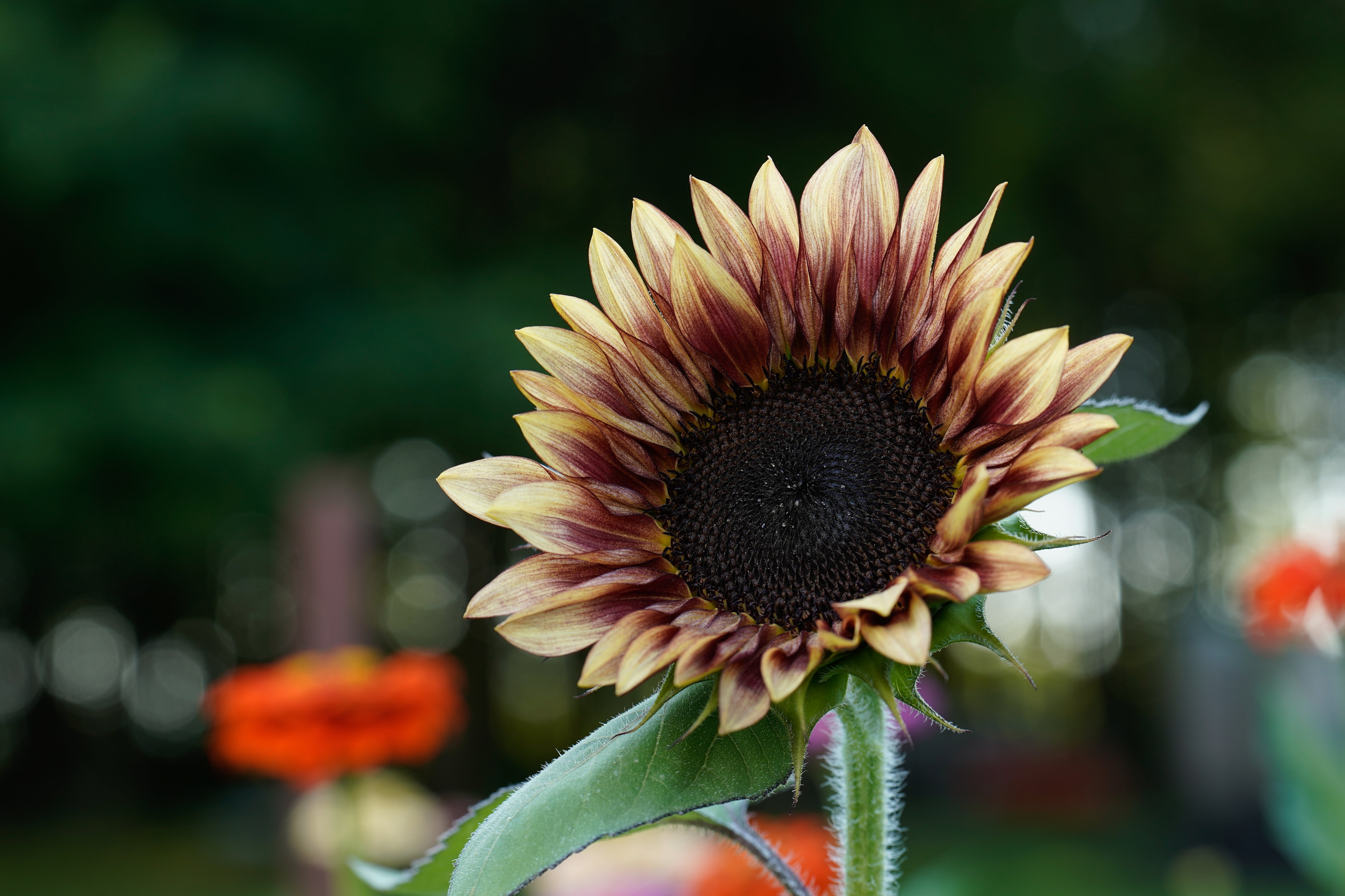 Sunflower Procut Plum
