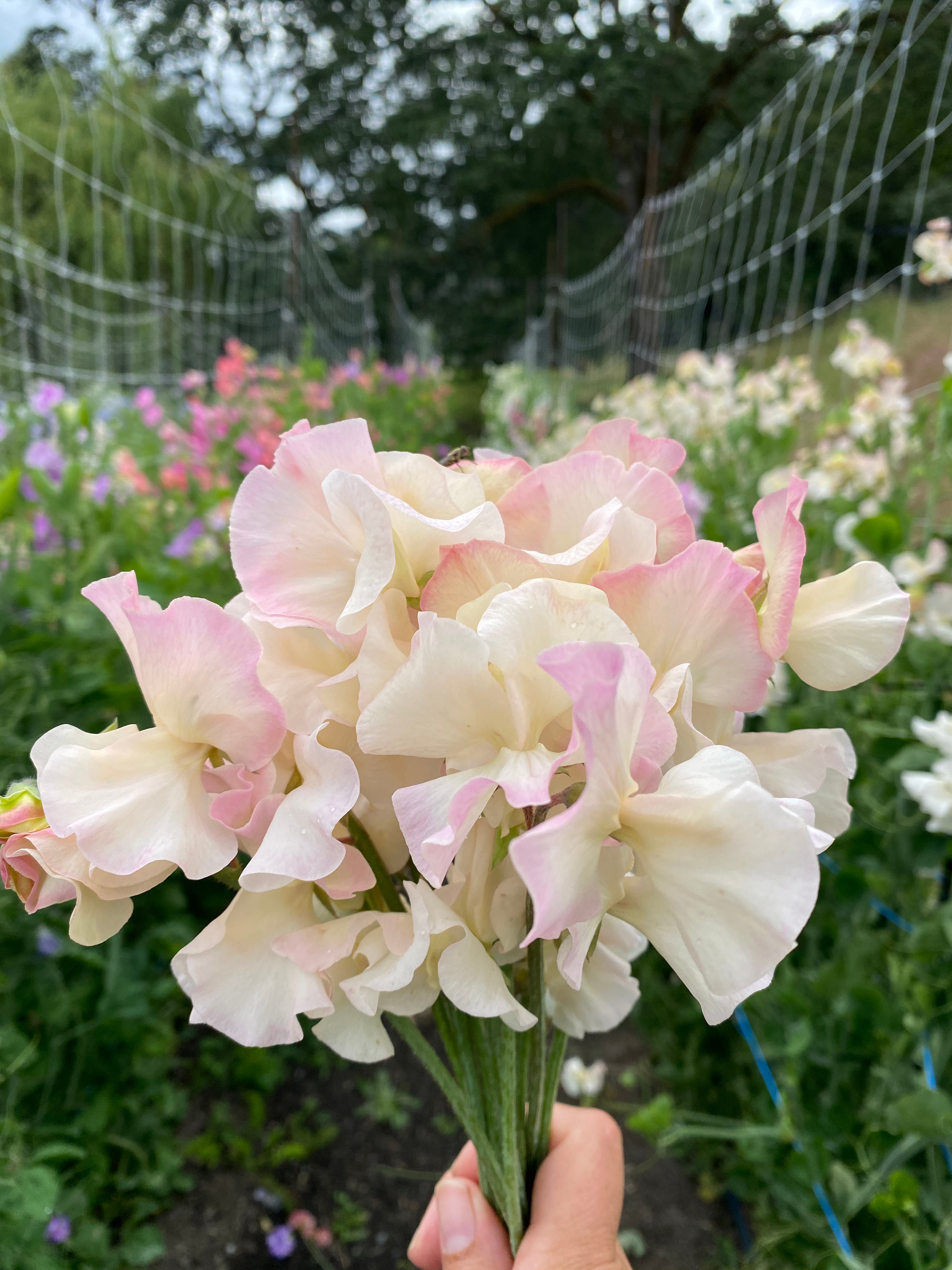 Sweet Pea Bix Grower's Pack