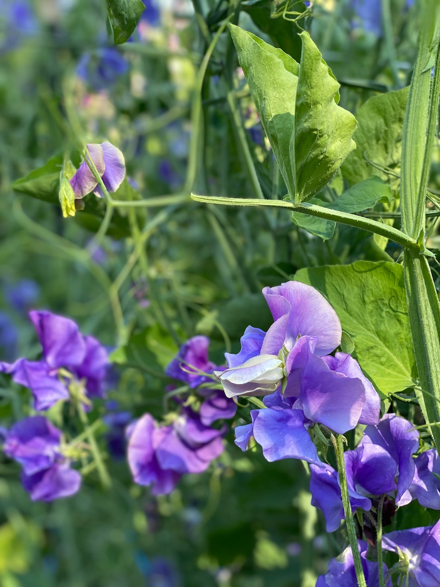 Sweet Pea Blue Shift