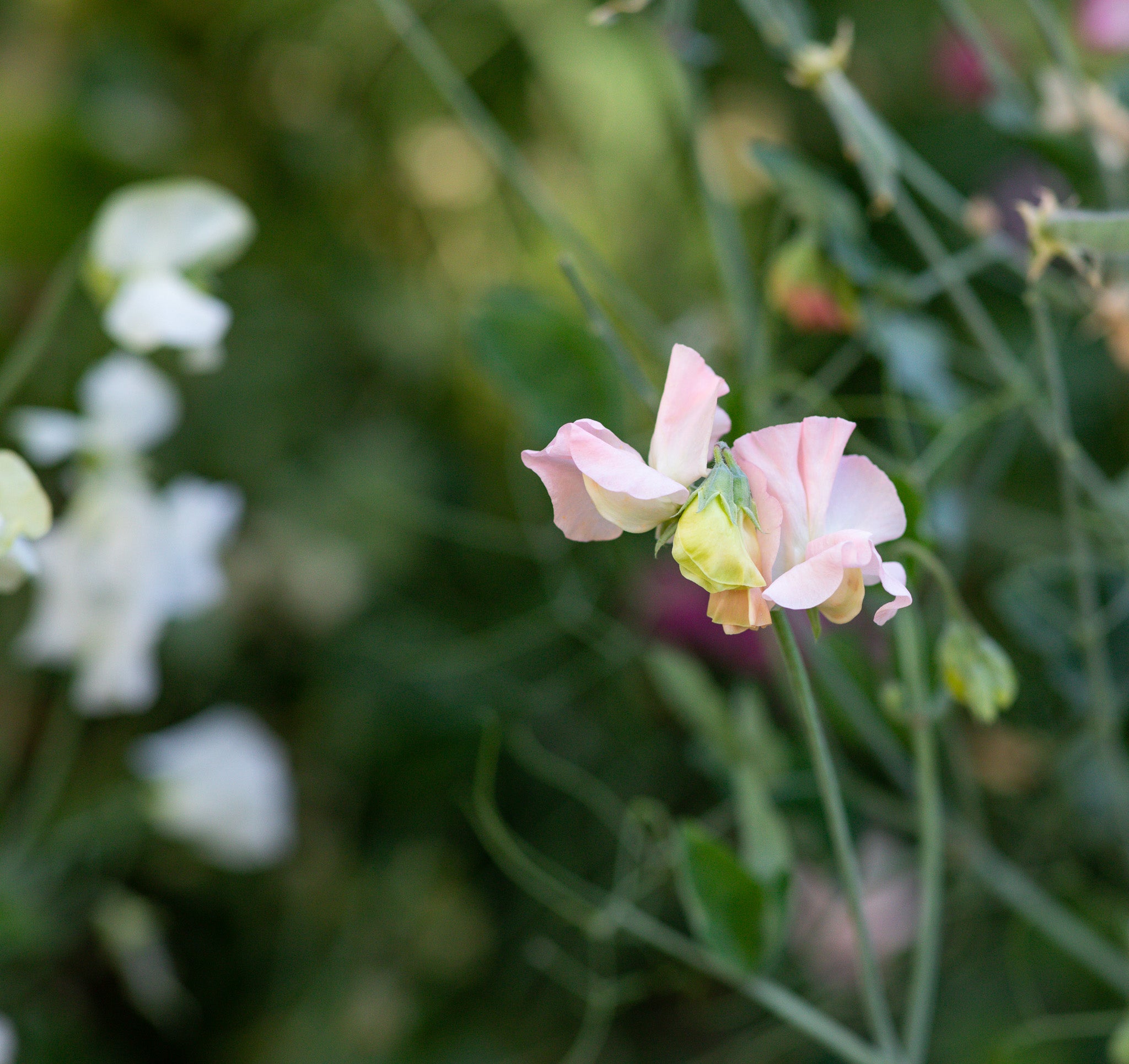 Sweet Pea Castlewellan