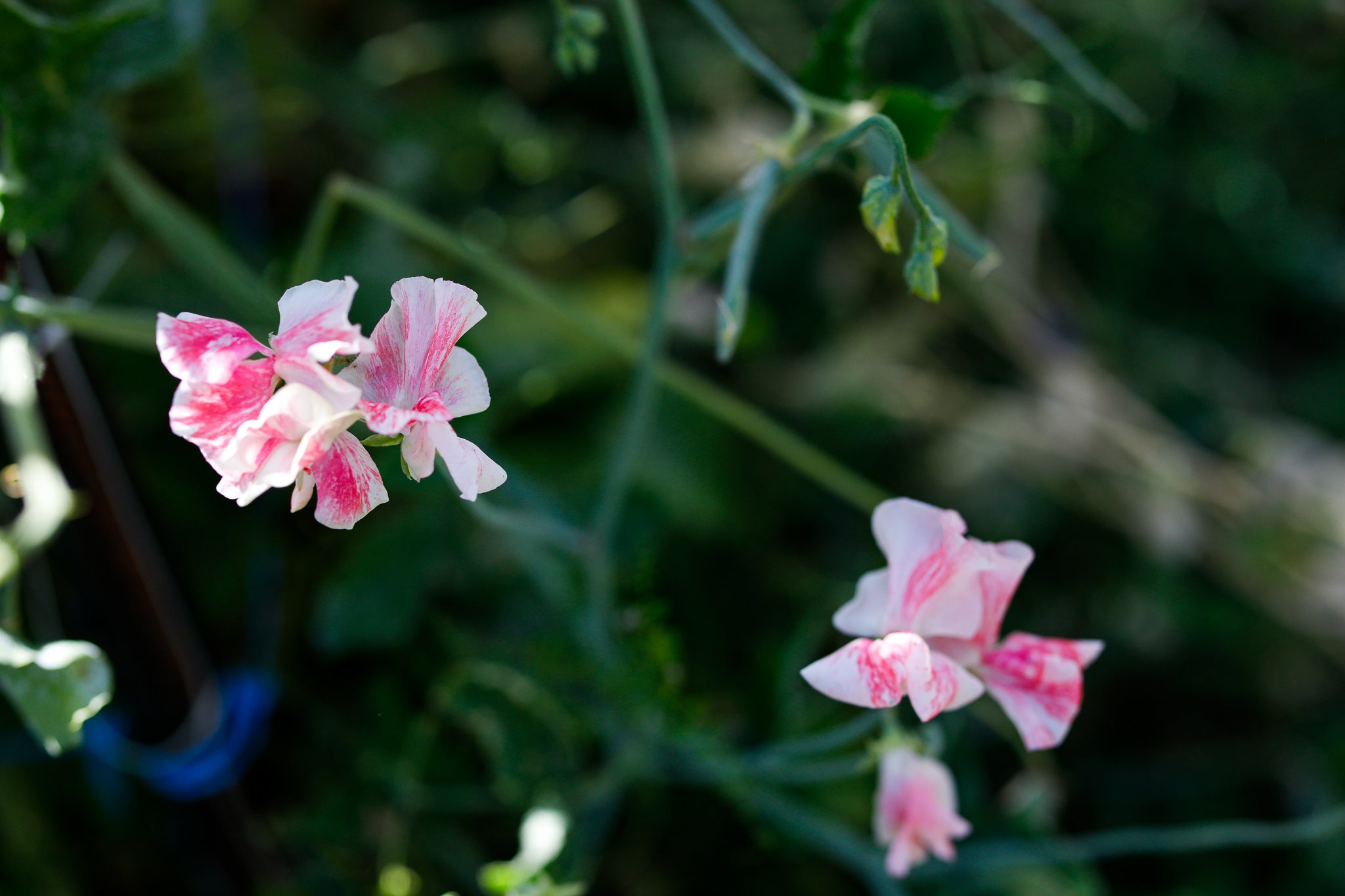 Sweet Pea Vaudeville